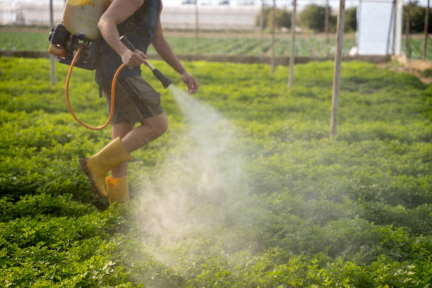 Best Termite Control Services  in Grover, WY